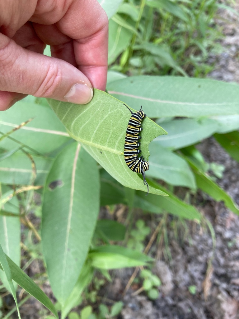 Monarch caterpillar on the underside of an upturned chewed milkweed leaf