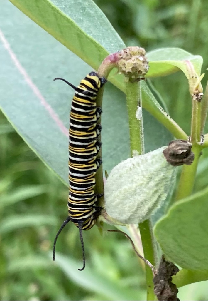 Close-up of a different caterpillar near some milkweed pods, looking like it’s thinking of making a chrysalis