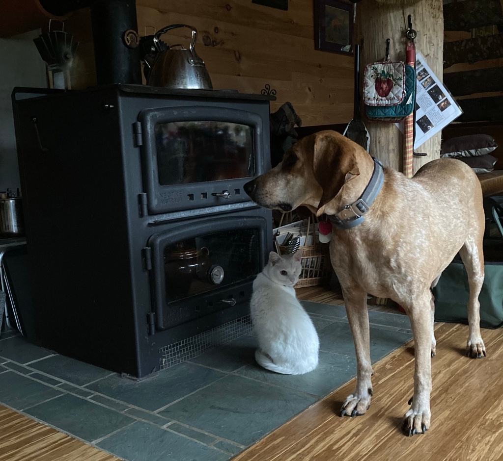 A dog has joined the cat, standing and toasting one side.  The cat is looking over her shoulder at the camera, as if to say, *really?!*